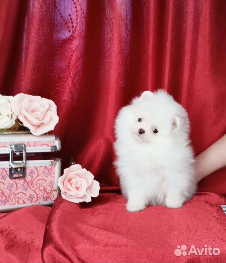 Чисто белые mini и micro шпицы