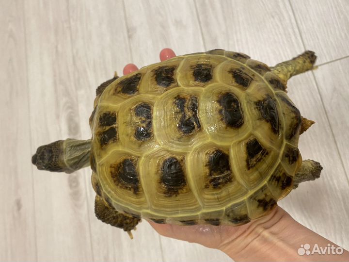 Сухопутная черепаха с террариумум