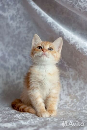 Котенок 1 мес