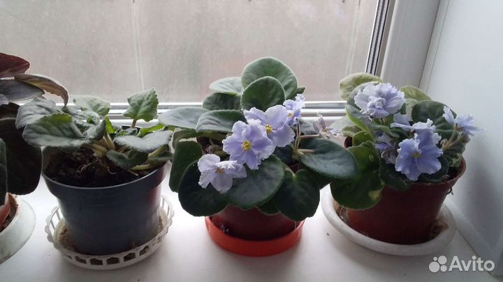 Комнатные цветы