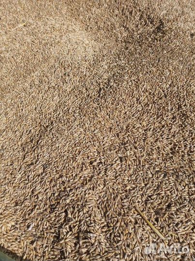 Зерно пшеница ячмень