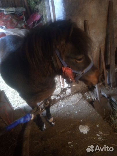 Пони жеребец