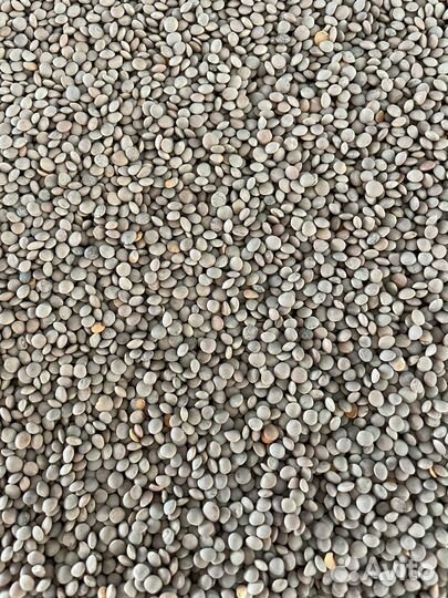 Чечевица красная