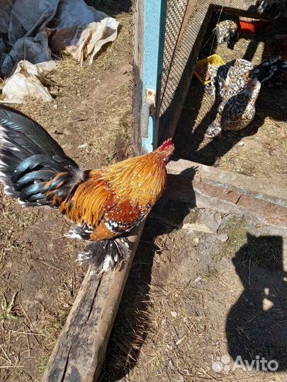 Декоративные курочки мильфлер