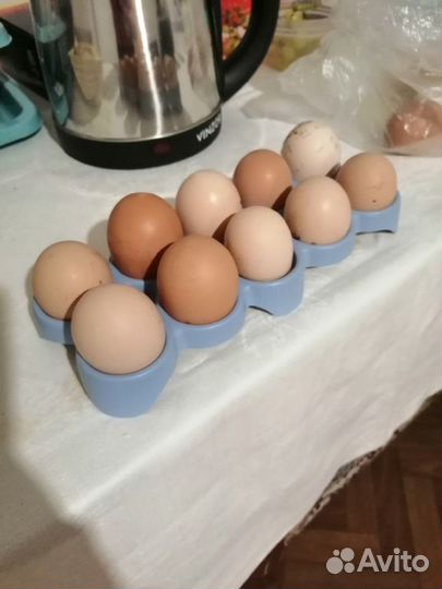 Яйца разных пород кур на еду инкубацию