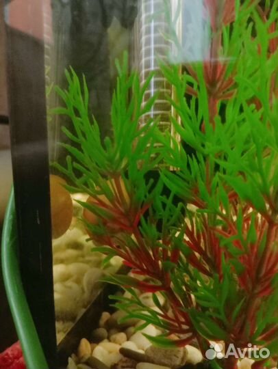 Улитки аквариумные ампулярии