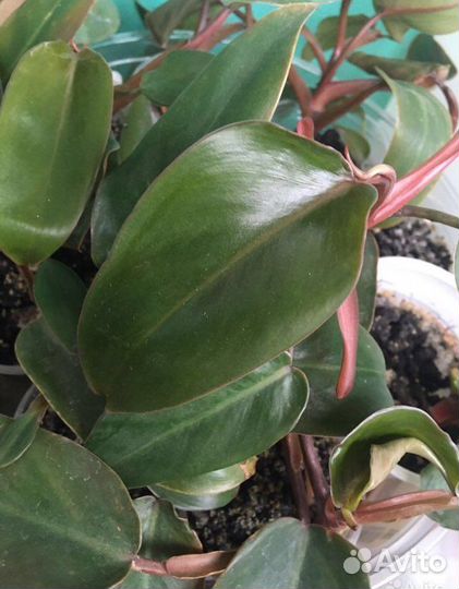 Филодендрон