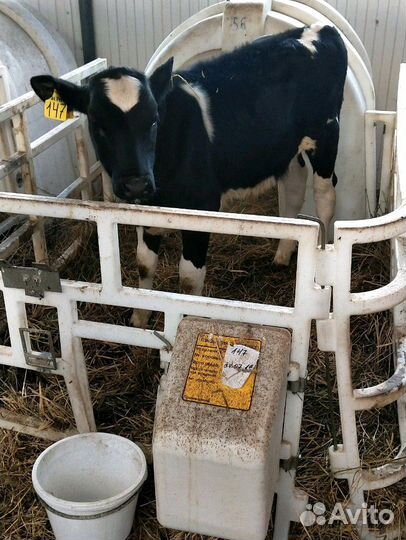 Холмогоры Голштины Бычок Теленок Телки