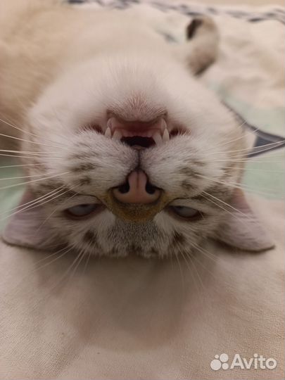 Кошечка Сима