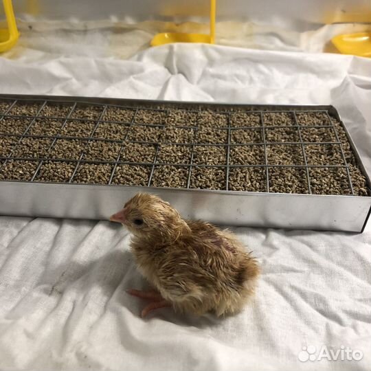 Брудер клетка для цыплят