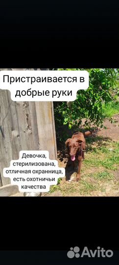 Пристраиваются в добрые руки собачки