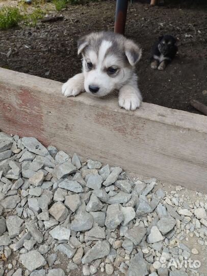 Собаки щенки