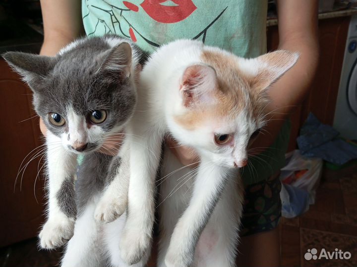 Кошки в добрые руки