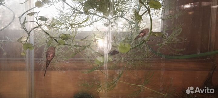 Сомики анциструсы