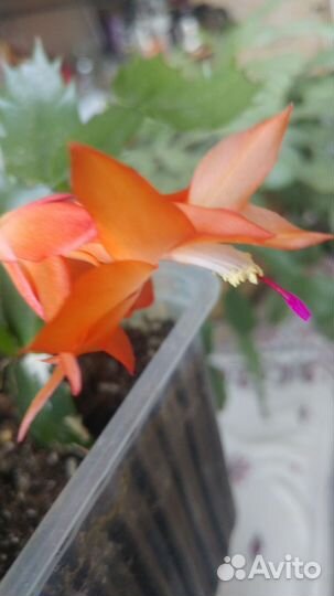 Декабрист шлюмбергера усечённая