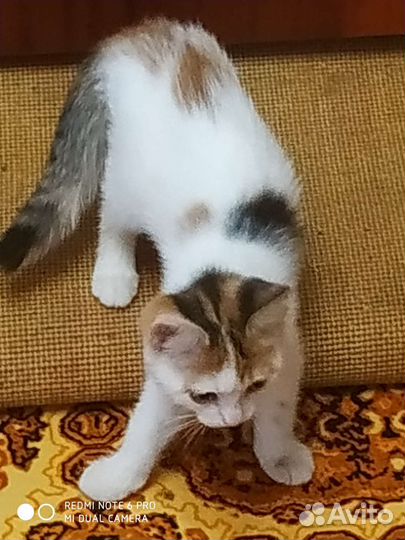 Котенок 3 мес. Девочка