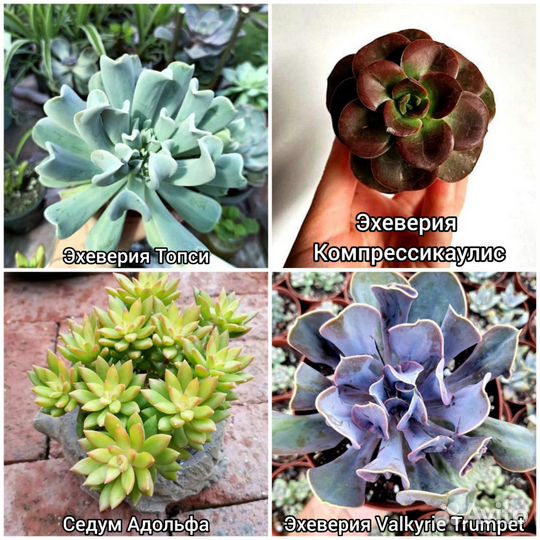 Суккуленты листики, срезы растения