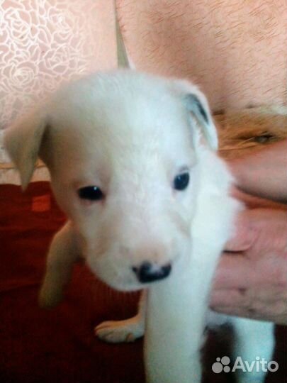 Помесь питбуля с хаски