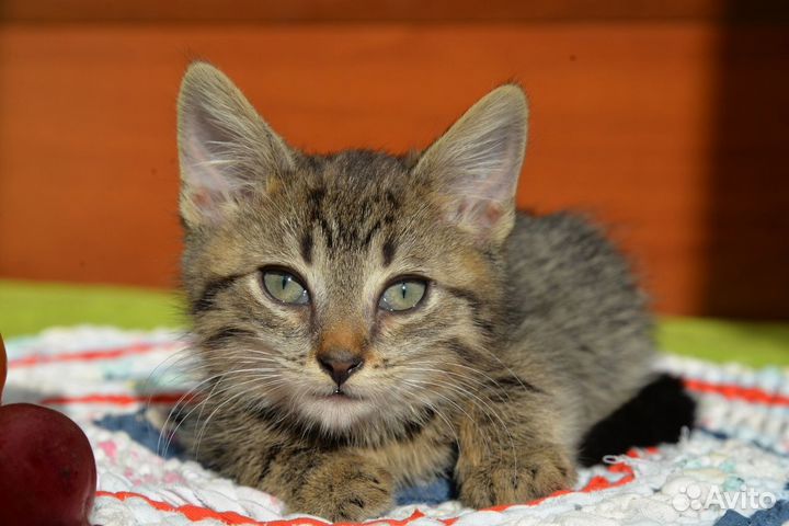 Нежный ласковый котенок мальчик 2 месяца