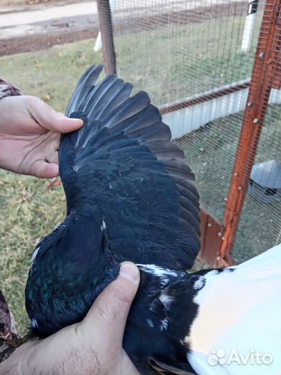 Продам голубя