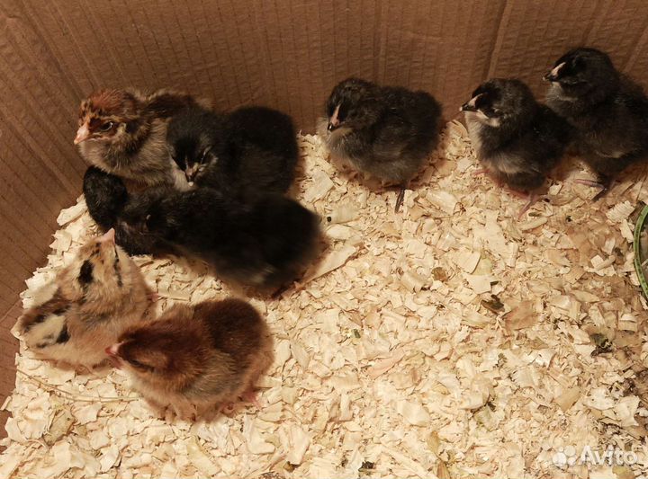 Цыплята мясо-яичных несушек