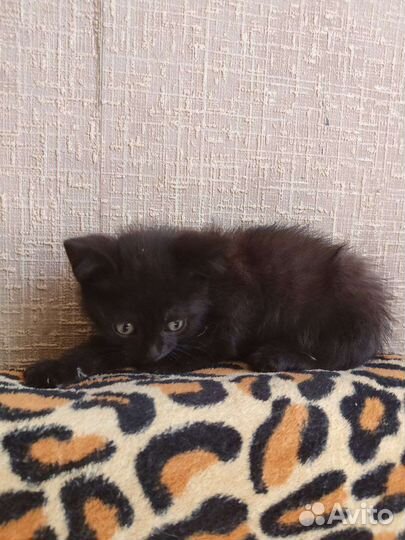 Маленький котенок ищет добрые руки