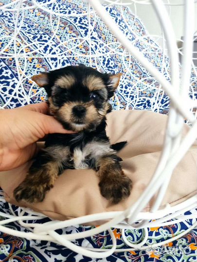 Черный Цветной Йорк милая девочка