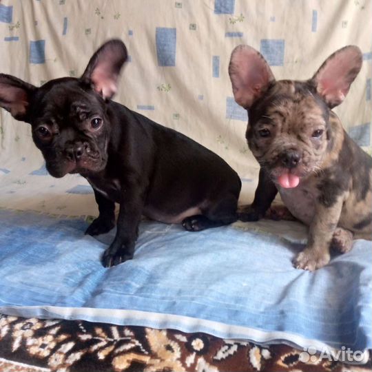 Французятки