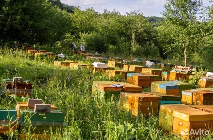 Мёд из Алтая оптом