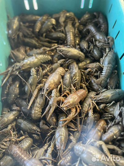 Продажа раков