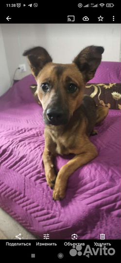 Собака бесплатно