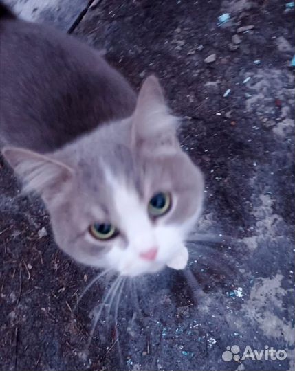 Котик подросток