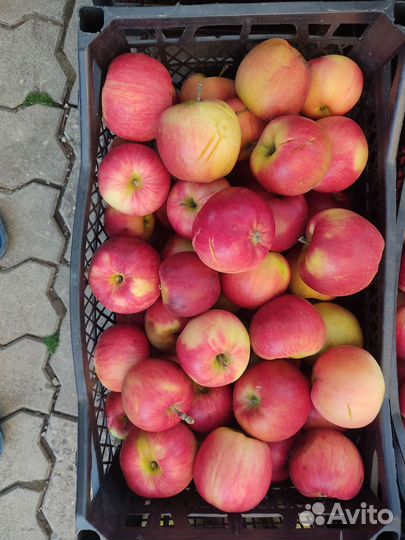 Продам яблоки