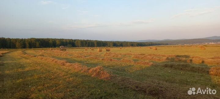 Сено в рулонах