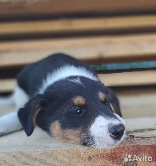 Щенки в добрые руки