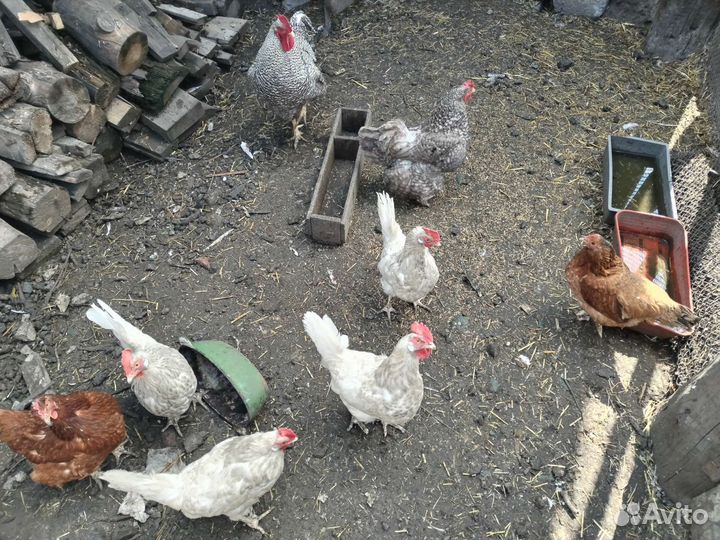 Куры петухи