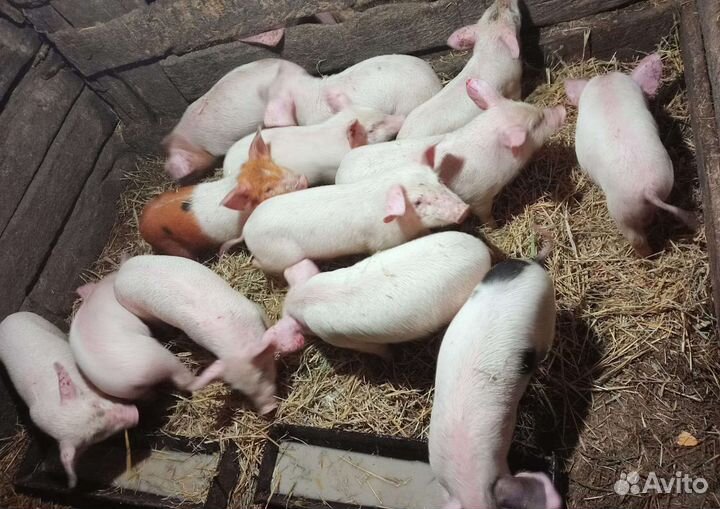 Поросята