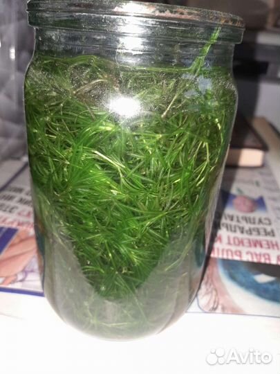 Водоросли для аквариума