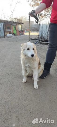 Белочка ищет дом и хозяина