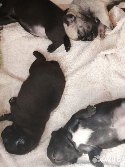 Щенки мопса