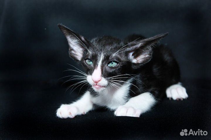 Орентальные котята