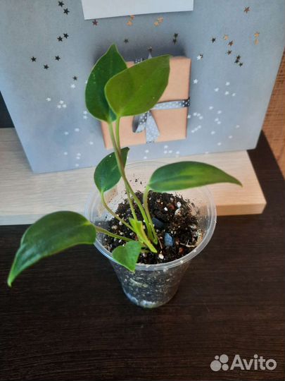 Антуриум матата