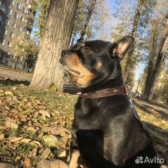 Вязка