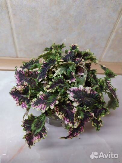 Аглаонеиа, колеус