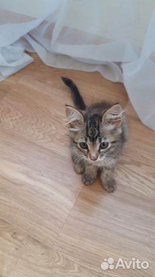 Котенок, девочка