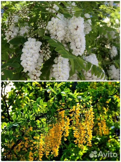 Саженцы желтой акации