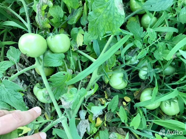 Семена помидор Дубрава