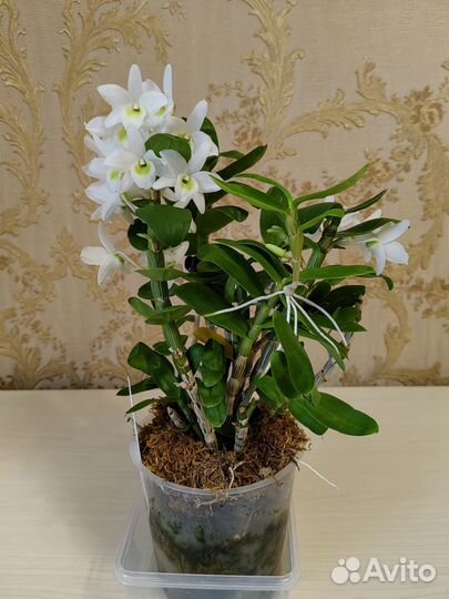 Дендробиум Angel Baby 