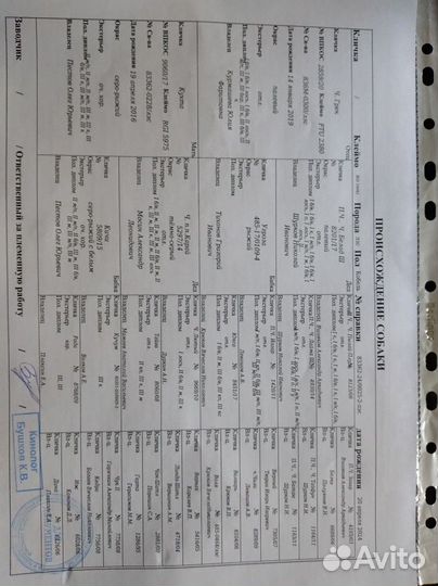 Продажа щенка лайки