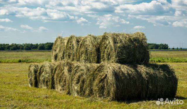 Зерно, пшеница, ячмень, овёс, кукуруза, комбикорм